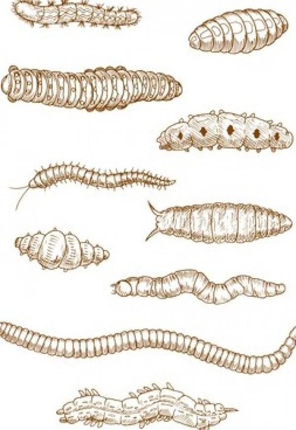 Spannender Kaminabend zum Thema Entomologie